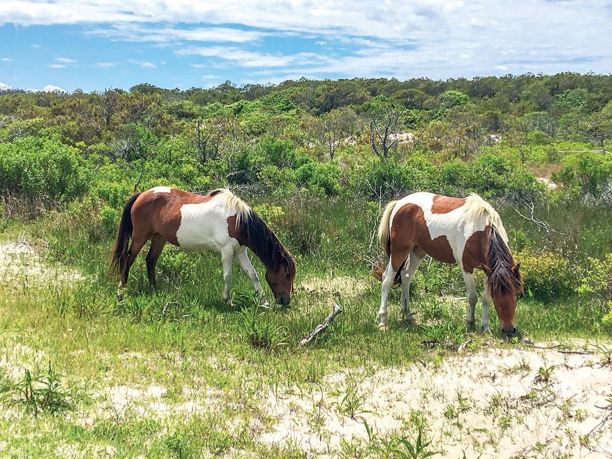 assateague island ponies