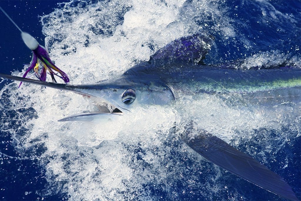 Ocean City, Maryland fishing