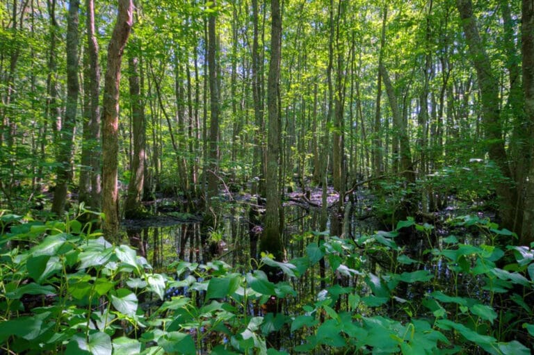 Cypress Park and Nature Trail. Photo courtesy of www.cityofpocomoke.com